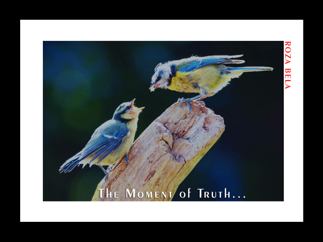 wall Art - framed posters by rozabela